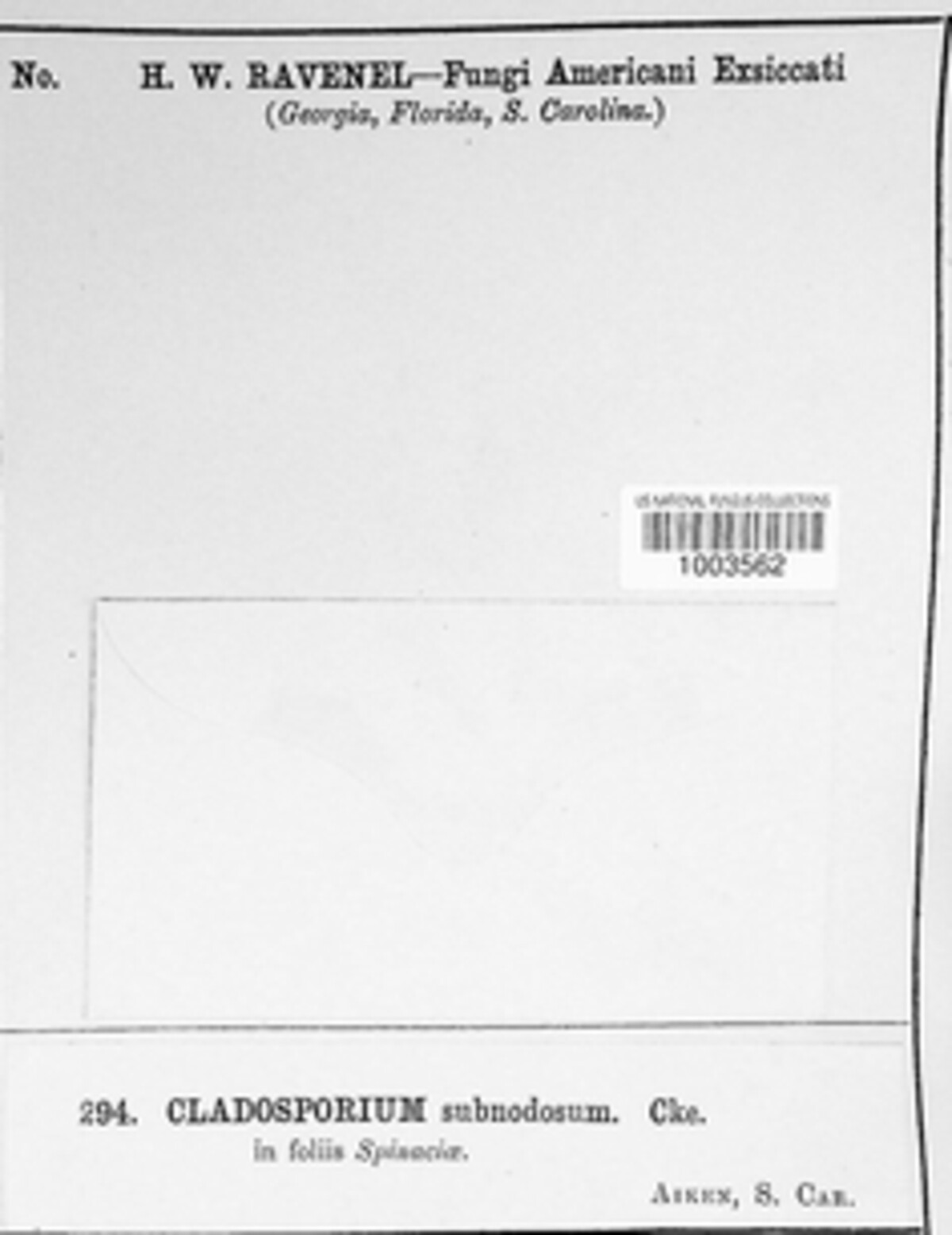 Cladosporium subnodosum image